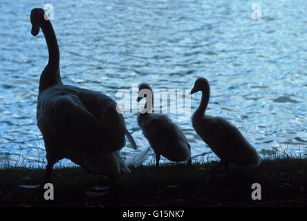 DEU, Deutschland, Höckerschwäne (lat. Cygnus Olor) DEU, Deutschland, Hoeckerschwaene (lat. Cygnus Olor) Stockfoto