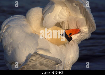 DEU, Deutschland, Höckerschwan (lat. Cygnus Olor) DEU, Deutschland, Hoeckerschwan (lat. Cygnus Olor) Stockfoto