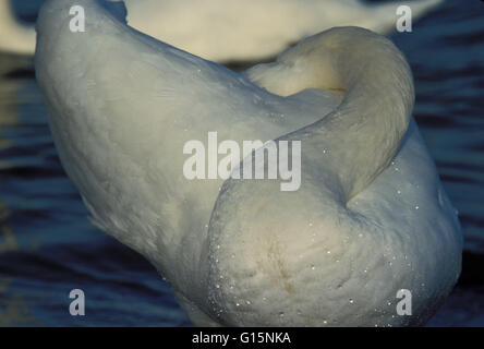 DEU, Deutschland, Höckerschwan (lat. Cygnus Olor) DEU, Deutschland, Hoeckerschwan (lat. Cygnus Olor) Stockfoto