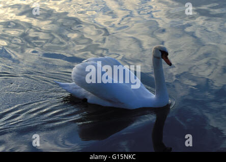 DEU, Deutschland, Höckerschwan (lat. Cygnus Olor) DEU, Deutschland, Hoeckerschwan (lat. Cygnus Olor) Stockfoto