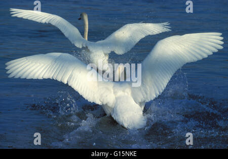 DEU, Deutschland, Angriff von einem Höckerschwan (lat. Cygnus Olor) auf einen Rivalen DEU, Deutschland, Angriff Eines Hoeckerschwans (lat. Cygnus o Stockfoto