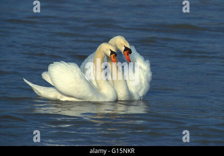 DEU, Deutschland, Höckerschwäne (lat. Cygnus Olor) DEU, Deutschland, Hoeckerschwaene (lat. Cygnus Olor) Stockfoto