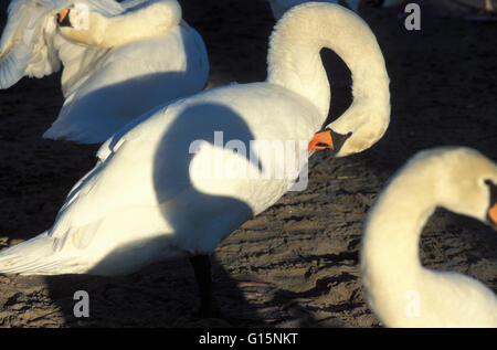 DEU, Deutschland, Höckerschwäne (lat. Cygnus Olor) DEU, Deutschland, Hoeckerschwaene (lat. Cygnus Olor) Stockfoto