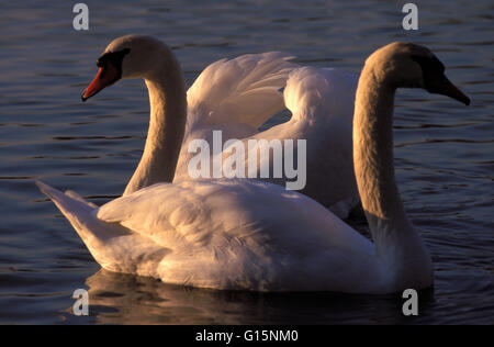 DEU, Deutschland, Höckerschwäne (lat. Cygnus Olor) DEU, Deutschland, Hoeckerschwaene (lat. Cygnus Olor) Stockfoto