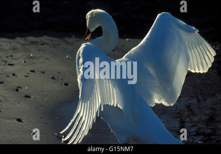 DEU, Deutschland, Höckerschwan (lat. Cygnus Olor) DEU, Deutschland, Hoeckerschwan (lat. Cygnus Olor) Stockfoto