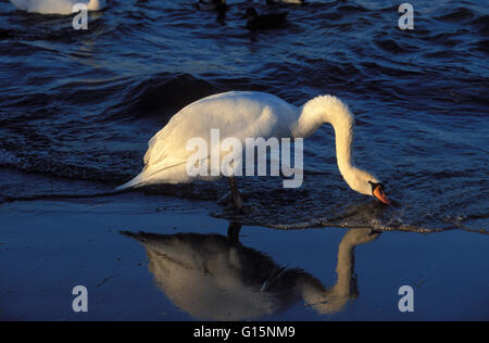 DEU, Deutschland, Höckerschwan (lat. Cygnus Olor) DEU, Deutschland, Hoeckerschwan (lat. Cygnus Olor) Stockfoto