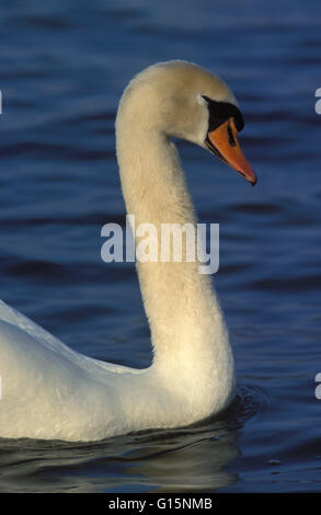 DEU, Deutschland, Höckerschwan (lat. Cygnus Olor) DEU, Deutschland, Hoeckerschwan (lat. Cygnus Olor) Stockfoto