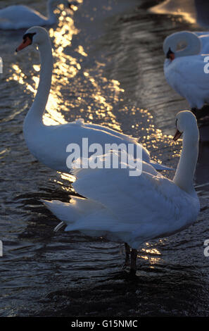 DEU, Deutschland, Höckerschwäne (lat. Cygnus Olor) DEU, Deutschland, Hoeckerschwaene (lat. Cygnus Olor) Stockfoto