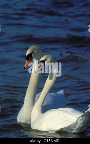 DEU, Deutschland, Höckerschwäne (lat. Cygnus Olor) DEU, Deutschland, Hoeckerschwaene (lat. Cygnus Olor) Stockfoto