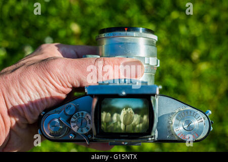 Natur mit alten Vintage 35mm-Film SLR-Kamera schießen. Blick durch den Sucher Stockfoto