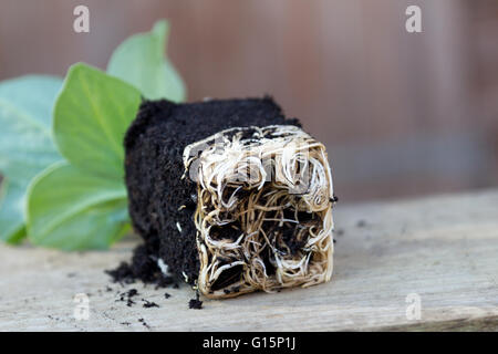 Topf-gebundenen Saubohne Jungpflanze Stockfoto