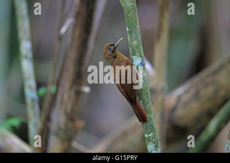 Plain-braun Baumsteiger (Dendrocincla Fuliginosa) Stockfoto