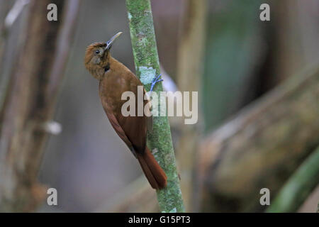 Plain-braun Baumsteiger (Dendrocincla Fuliginosa) Stockfoto