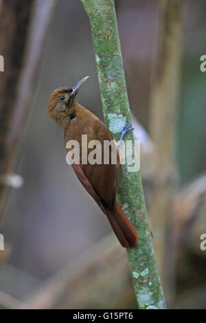 Plain-braun Baumsteiger (Dendrocincla Fuliginosa) Stockfoto