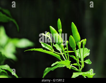 Reife grüne Birds Eye Chili-Schoten im Gemüsegarten. Eines der heißesten Chilis der Welt Stockfoto