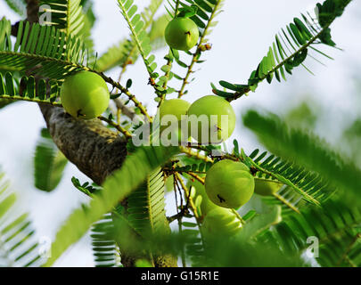 Indische Stachelbeere Phyllanthus Emblica im Baum. Ein wesentlicher Bestandteil des indischen Ayurveda (Kräuter) Medikamente. Stockfoto