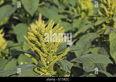 Indian Green Amaranth, als Blattgemüse, Getreide und Zierpflanzen kultiviert. Diese Gattung ist Amaranthus. Stockfoto