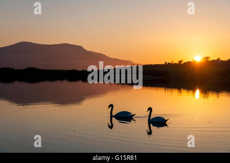 Swan Lake. Zwei Schwäne am See Shanaghan, Ardara, County Donegal, Irland Stockfoto