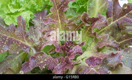 Nahaufnahme der Kopfsalat Eiche und Roteiche Salat. Hydroponik Gemüse Bauernhof Stockfoto