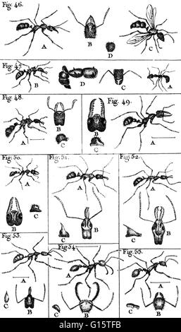 Ameisen sind eine der zahlreichen schwarzen, roten, braunen oder gelben soziale Insekten aus der Familie Ameisen, der weltweite Verbreitung vor allem in den warmen Klimata, haben einen großen Kopf mit inneren Gelenkgabeln zum Kauen und äußeren Kiefer und graben, und Leben in Hallo Stockfoto