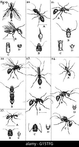 Ameisen sind eine der zahlreichen schwarzen, roten, braunen oder gelben soziale Insekten aus der Familie Ameisen, der weltweite Verbreitung vor allem in den warmen Klimata, haben einen großen Kopf mit inneren Gelenkgabeln zum Kauen und äußeren Kiefer und graben, und Leben in Hallo Stockfoto