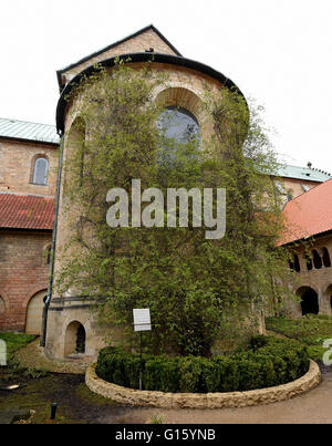 Hildesheim, Deutschland. 27. April 2016. Der Innenhof des Hildesheimer Dom mit der 1000-Jahr-alten Rosenbusch (C) in Hildesheim, Deutschland, 27. April 2016. Foto: HOLGER HOLLEMANN/Dpa/Alamy Live News Stockfoto