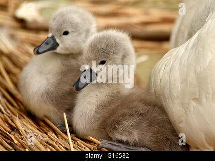 Ersten Cygnets des Jahres schlüpfen in Abbotsbury Swannery in Dorset, Großbritannien Stockfoto