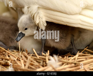 Ersten Cygnets des Jahres schlüpfen in Abbotsbury Swannery in Dorset, Großbritannien Stockfoto