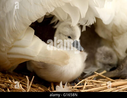 Ersten Cygnets des Jahres schlüpfen in Abbotsbury Swannery in Dorset, Großbritannien Stockfoto