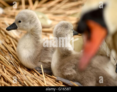 Ersten Cygnets des Jahres schlüpfen in Abbotsbury Swannery in Dorset, Großbritannien Stockfoto