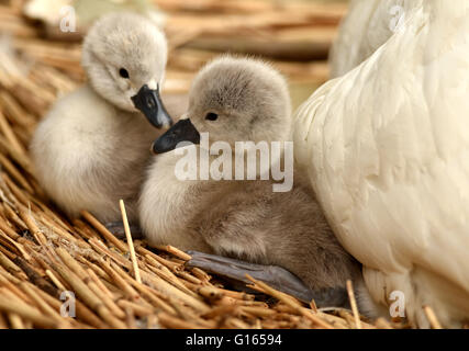 Ersten Cygnets des Jahres schlüpfen in Abbotsbury Swannery in Dorset, Großbritannien Stockfoto