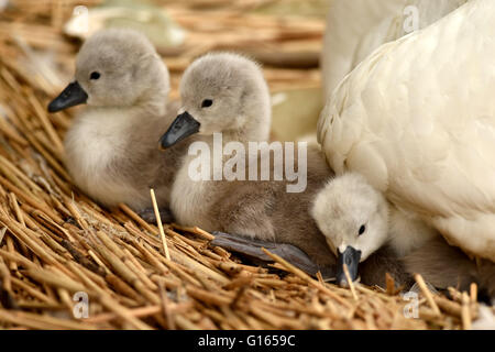 Ersten Cygnets des Jahres schlüpfen in Abbotsbury Swannery in Dorset, Großbritannien Stockfoto