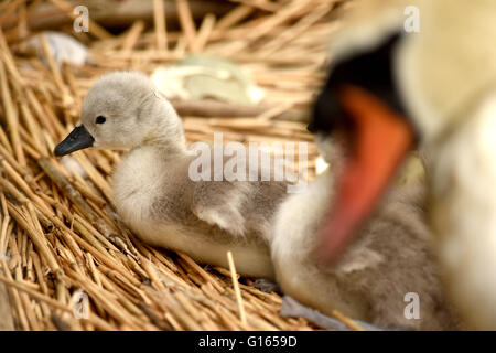 Ersten Cygnets des Jahres schlüpfen in Abbotsbury Swannery in Dorset, Großbritannien Stockfoto