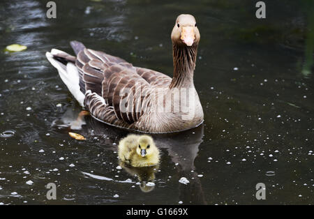 Brighton, UK. 10. Mai 2016. Eine Familie von Graugänsen, einschließlich einer Gosling genießen heute die Nässe auf Queens Park Teich in Brighton. Regen hat fegte über Süden Großbritanniens heute nach dem letzten heißen Wetter in Schottland Kredit fortgeführt wird: Simon Dack/Alamy Live News Stockfoto