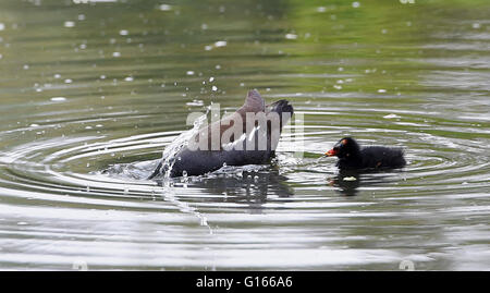 Brighton, UK. 10. Mai 2016. Ein Teichhuhn ernährt ihre Küken, wie sie die Nässe auf Queens Park Teich in Brighton heute genießen. Regen hat fegte über Süden Großbritanniens heute nach dem letzten heißen Wetter in Schottland Kredit fortgeführt wird: Simon Dack/Alamy Live News Stockfoto