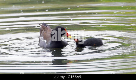 Brighton, UK. 10. Mai 2016. Ein Teichhuhn ernährt ihre Küken, wie sie die Nässe auf Queens Park Teich in Brighton heute genießen. Regen hat fegte über Süden Großbritanniens heute nach dem letzten heißen Wetter in Schottland Kredit fortgeführt wird: Simon Dack/Alamy Live News Stockfoto