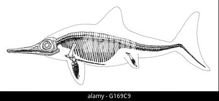 Fischsaurier waren marine Riesenechsen, die Delfine in ein klassisches Beispiel für konvergente Evolution ähnelte. Sie blühte während eines Großteils des Mesozoikum. Während der mittleren Trias entstanden sie aus noch unbekannten Land Reptilien, die b verschoben Stockfoto