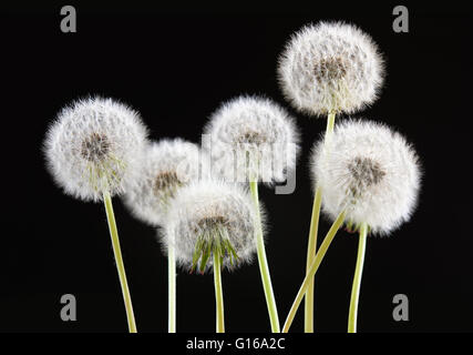 Löwenzahn Blume auf schwarze Farbe Hintergrund, viele Closeup Objekt Stockfoto