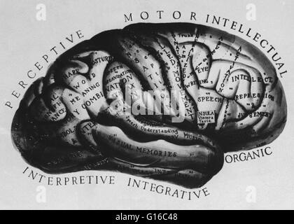 Eine historische anatomische Abbildung des Gehirns mit Teile beschriftet das medizinische Wissen der Zeit entsprechend.
