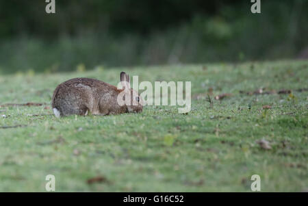 Europäischen Wildkaninchen (Oryctolagus Cuniculus) Stockfoto