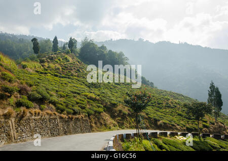 Tee-Plantagen auf beiden Seiten der Bloomfield Straße zum Steingarten, Darjeeling, Westbengalen, Indien Stockfoto