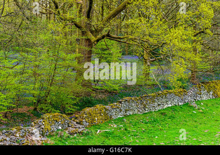 Einen Einblick in das Bluebell Woods in der Lake District National Park, Cumbria, im Frühjahr Stockfoto