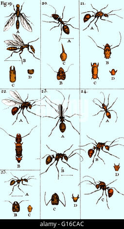 Ameisen sind eine der zahlreichen schwarzen, roten, braunen oder gelben soziale Insekten aus der Familie Ameisen, der weltweite Verbreitung vor allem in den warmen Klimata, haben einen großen Kopf mit inneren Gelenkgabeln zum Kauen und äußeren Kiefer und graben, und Leben in Hallo Stockfoto