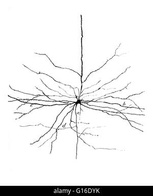 Zeichnung einer pyramidenförmigen Zelle in der zerebralen motorische Kortex von Santiago Ramón y Cajal (1852-1934). Pyramidale Neuronen (Pyramidenzellen) sind eine Art von Neuron in Bereichen des Gehirns einschließlich der Großhirnrinde, dem Hippocampus und der Amygdala gefunden. Pyramida Stockfoto
