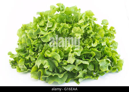 Eichblattsalat isoliert auf weiss. Stockfoto