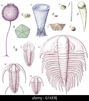 Farbe verstärkt Fossilien von frühen Kambrium Zeiten. Dargestellt sind Arthropoden (D und K - O), Weichtiere (B, E und vielleicht, F und G), Brachiopoden (I, J), Stachelhäuter (H), Schwämme (A) und andere Organismen wie (C), die wahrscheinlich zu Stämmen oder tierischen g gehören Stockfoto