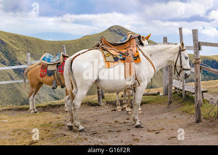 QUITO, ECUADOR, Oktober - 2015-zwei Pferde mit Halterungen gefesselt an der Spitze eines Berges in Quito, Ecuador. Stockfoto