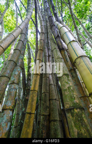 Hoch geschwungene Bambus Halme im Wald der Halbinsel Osa, Costa Rica Stockfoto