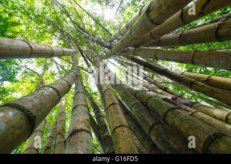 Hohen Bambus Halme Biegen bis in den Himmel im Wald der Halbinsel Osa, Costa Rica Stockfoto