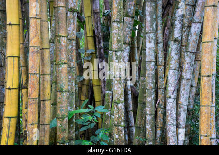 Array von Bambus Stamm Halme in Costa Rica Stockfoto